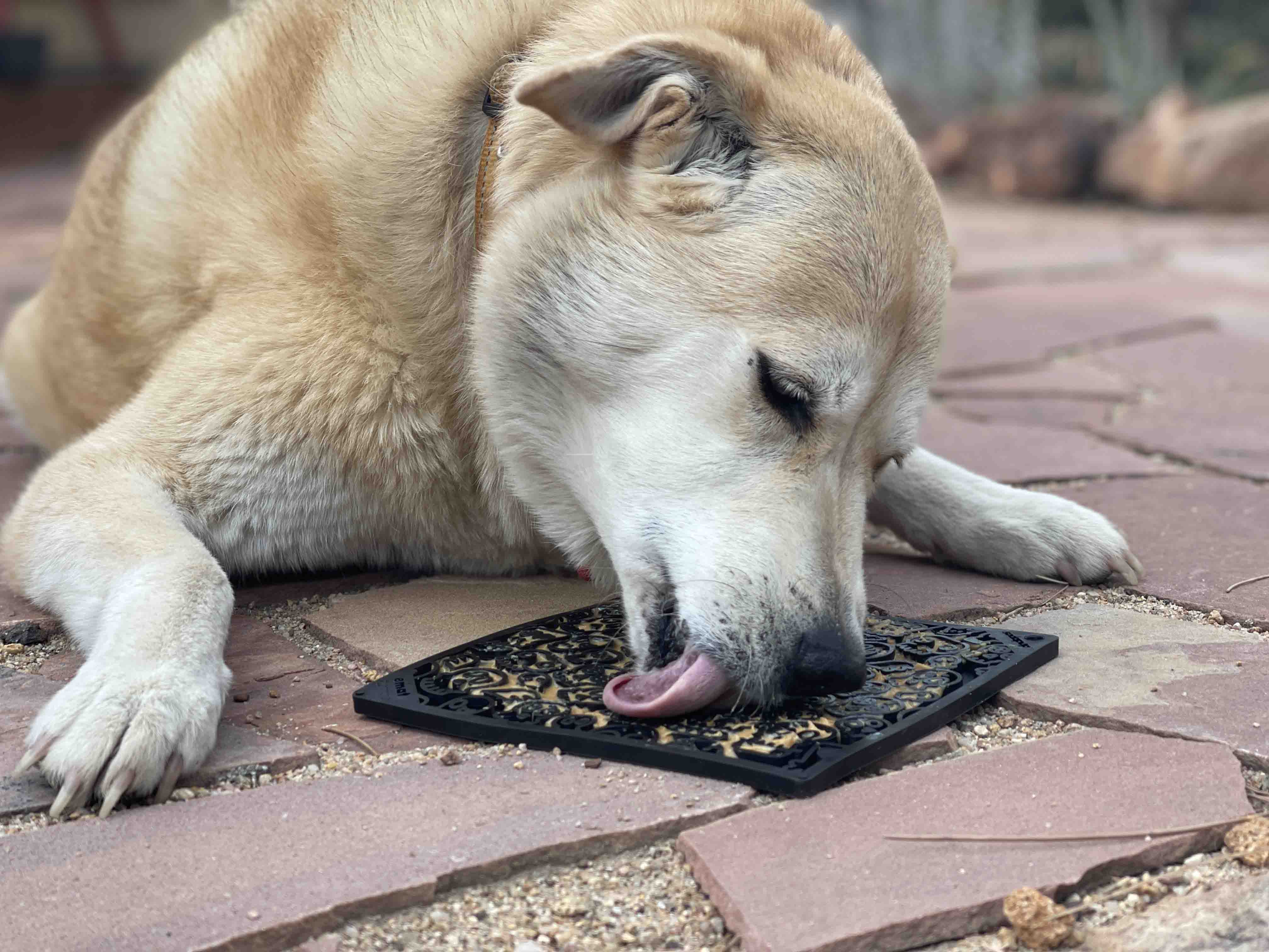 Soda Pup - Gnome Durable Treat Dispenser