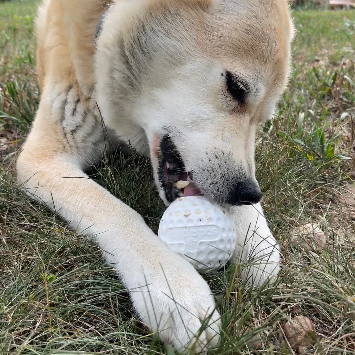 SodaPup Golf Ball Rubber Dog Chew Toy Power Chewers | Floating Treat Dispenser USA Made
