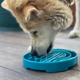Baja Design eTray Enrichment Shallow Slow Feeder Dog Bowl - SodaPup/True Dogs, LLC