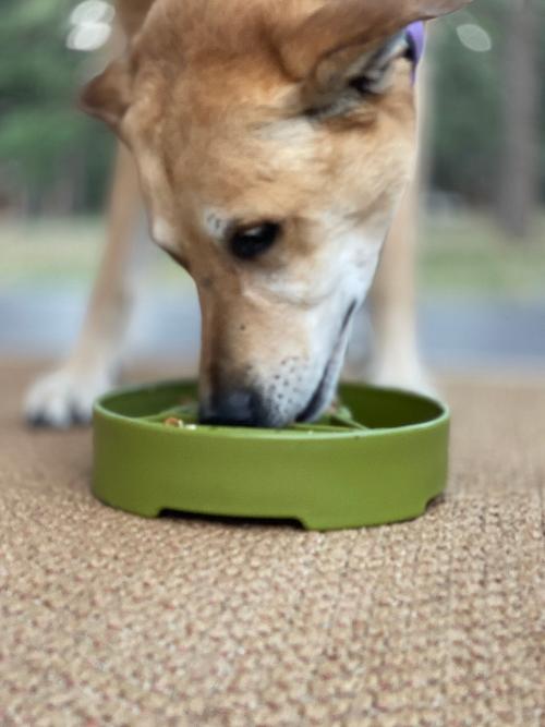 SodaPup Pine Tree Christmas eBowl Deep Slow Feeder Dog Bowl Enrichment | USA Made