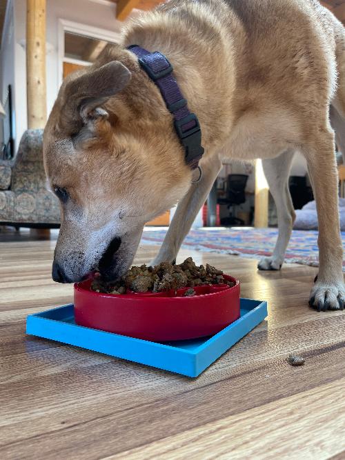 SodaPup Hold 'em Suction Cup Holder Dog Bowls & Lick Mats | USA Made