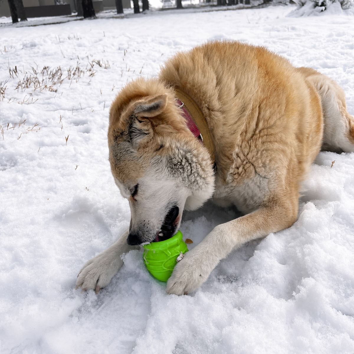 Dog lying in the snow chewing a green Honey Pot eCup