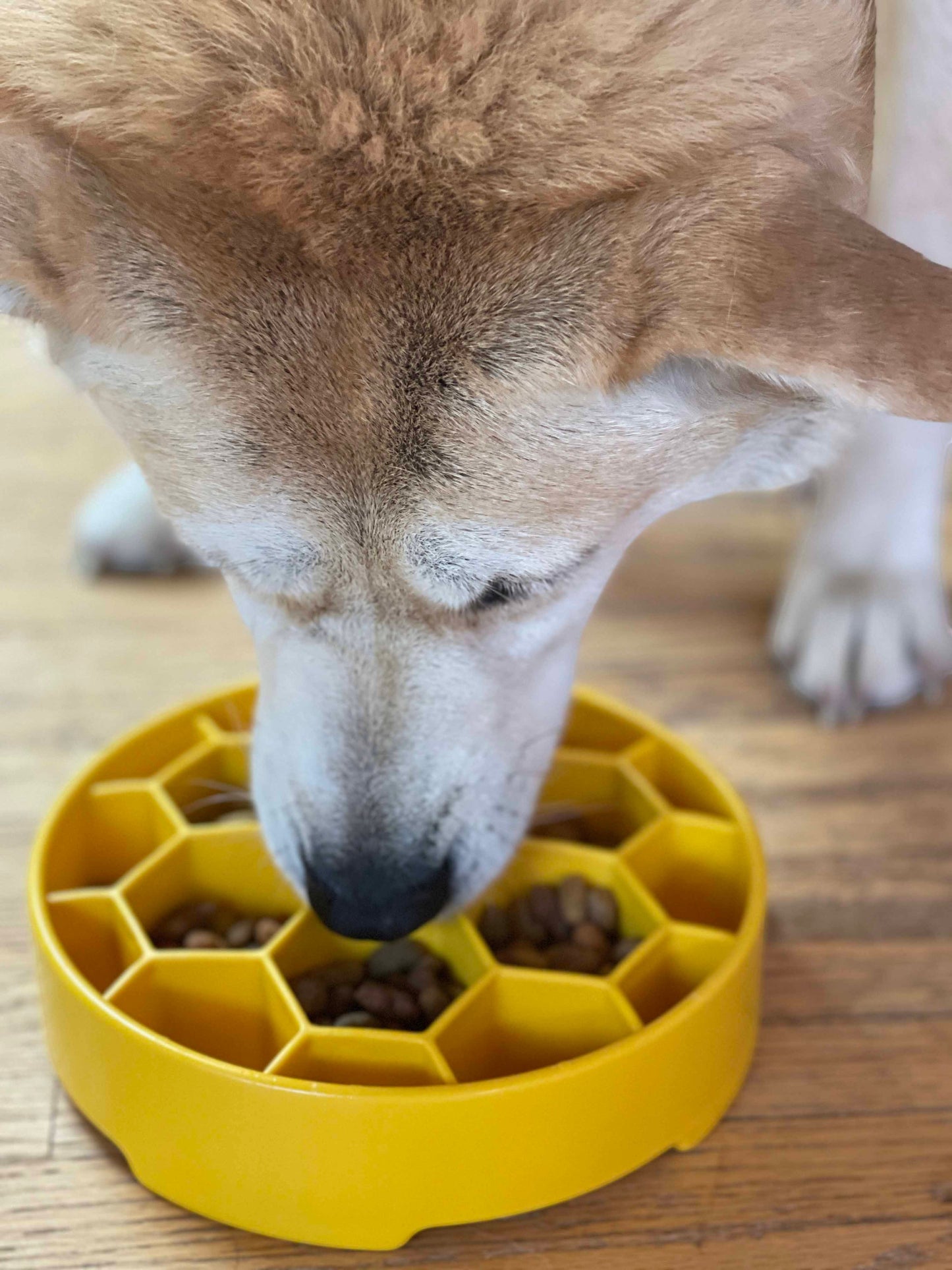 SodaPup Honeycomb Slow Feeder Dog Bowl Cosmetic B Grade No packaging returns