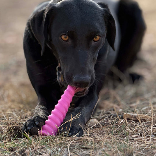 SodaPup Unicorn Horn Nylon Dog Chew Toy | Durable Aggressive Chewers