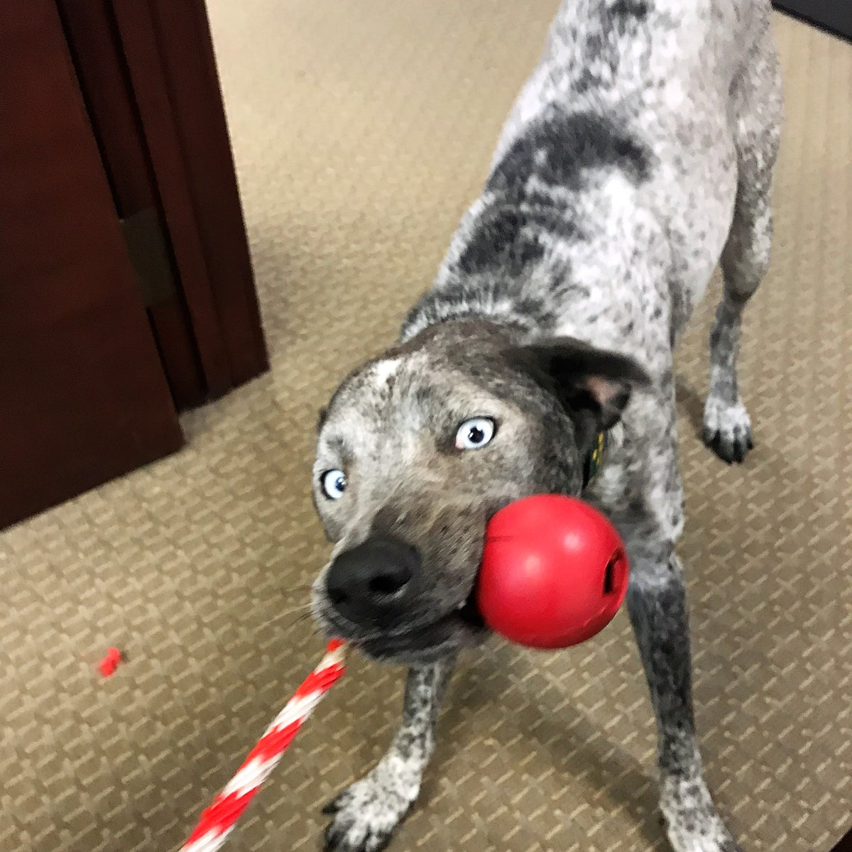 SodaPup USA-K9 Cherry Bomb Rubber Dog Chew Toy | K9 Handler Reward Blue USA Made