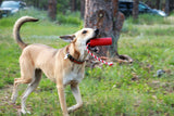 Firecracker Rubber Dog Toy and Floating Dog Toy 