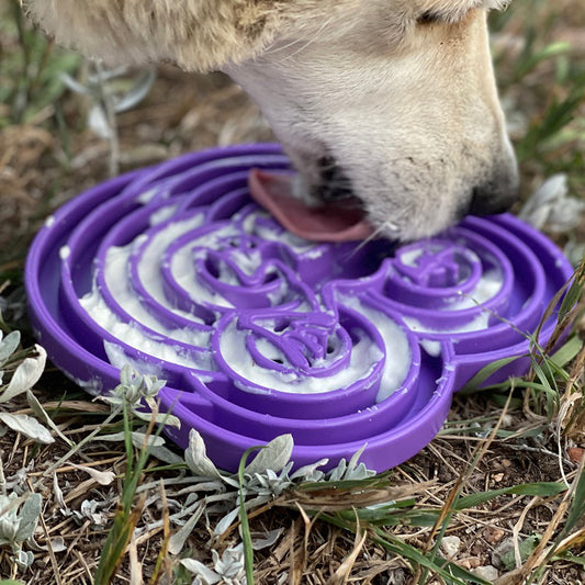 Dog licking a filled purple Water Frog eTray outdoors