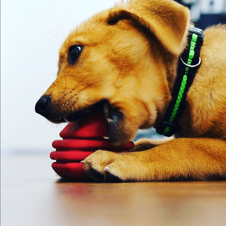 SodaPup Heart String Dog Toy Durable Rubber Tug Large Dogs | USA Made