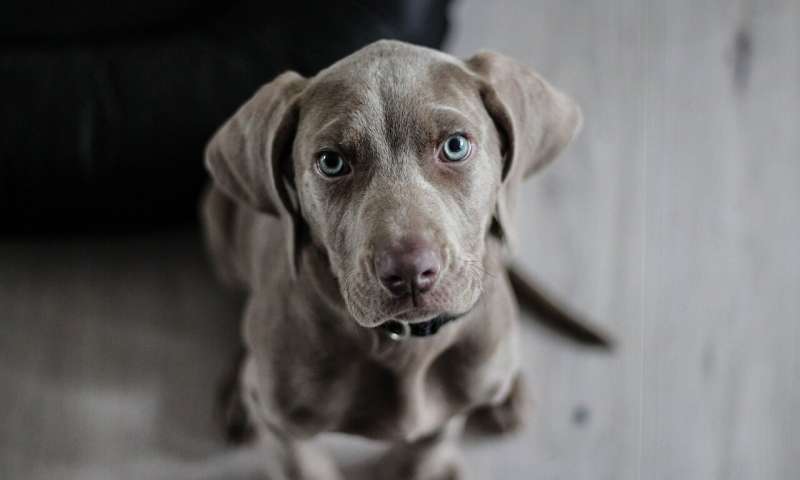 Dog Ownership Could Reduce Loneliness - SodaPup/True Dogs, LLC