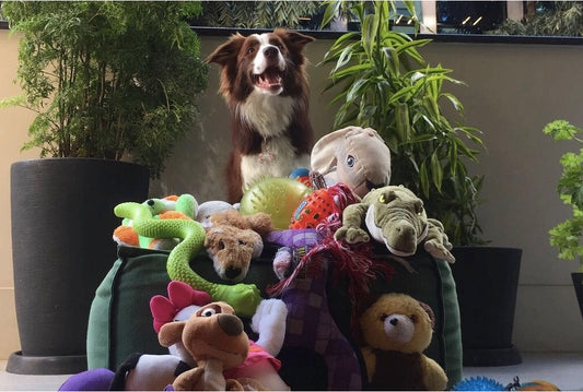 Think You Have A Smart Dog?