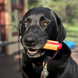 Best Dog Chew Toy of 2020
