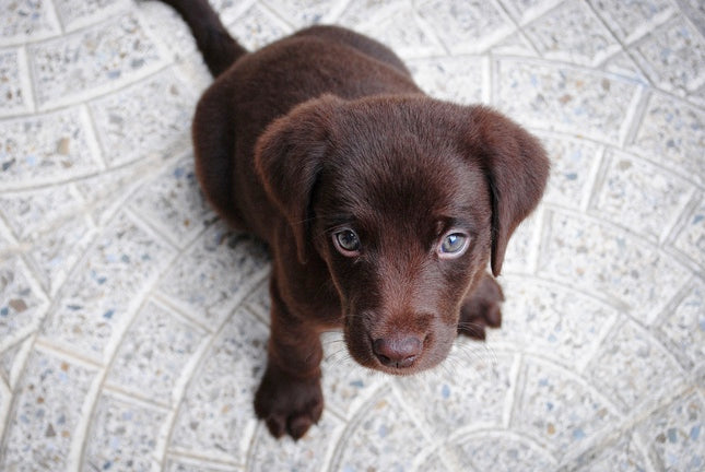 How to Help Dogs and Cats Manage Separation Anxiety When Their Humans Return to Work