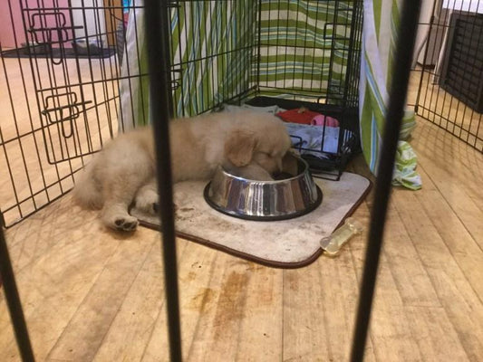 The "Safe Place" for your dogs - SodaPup/True Dogs, LLC