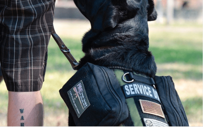 PTSD Dogs - SodaPup/True Dogs, LLC