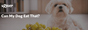 Can My Dog Eat That? A List of Human Foods Dogs Can and Can't Eat