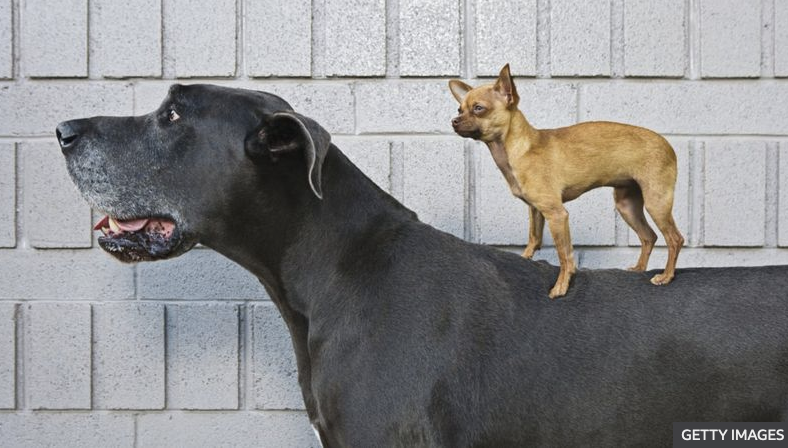 Dogs are humans' oldest companions, DNA shows