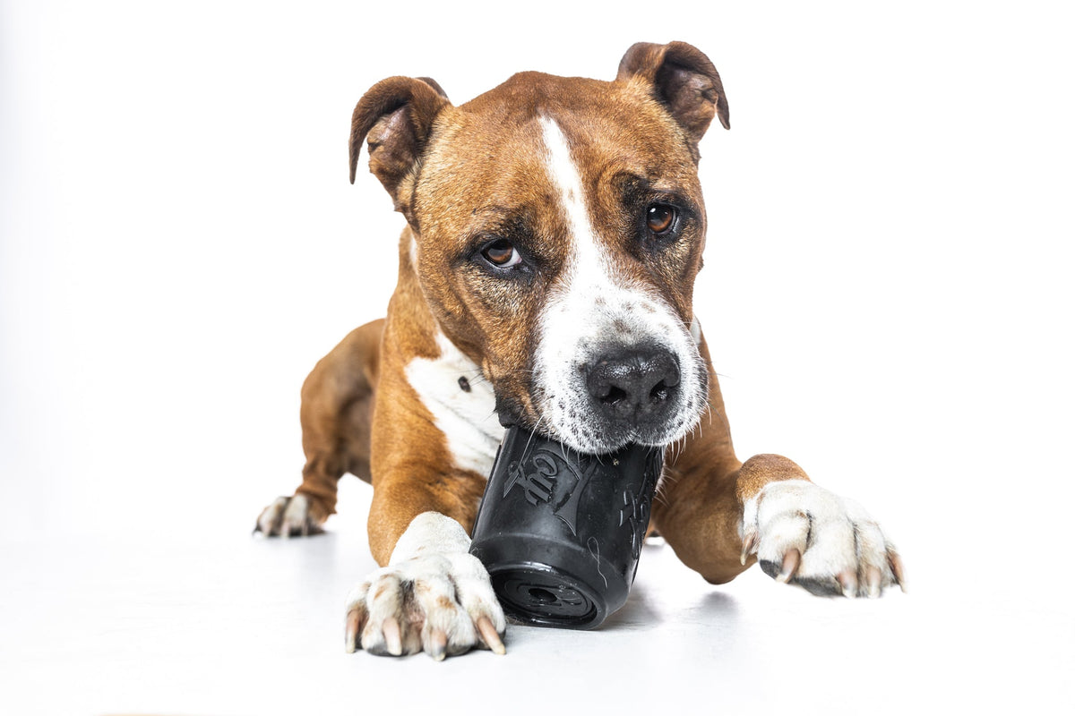 Dog playing with a SodaPup treat dispenser food puzzle — enrichment toy for boredom, separation anxiety, and dogs left home alone