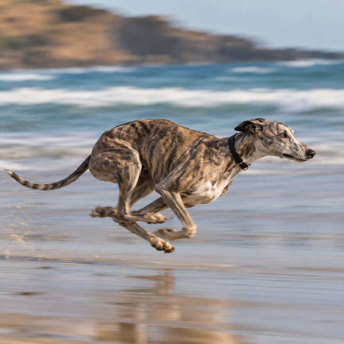Greyhound running at full speed on the beach — high energy dog enrichment toys and treat dispensers for active dogs that need mental and physical stimulation