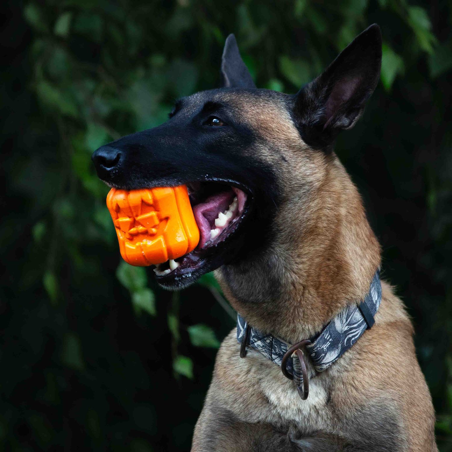 HALLOWEEN COLLECTION - SodaPup/True Dogs, LLC