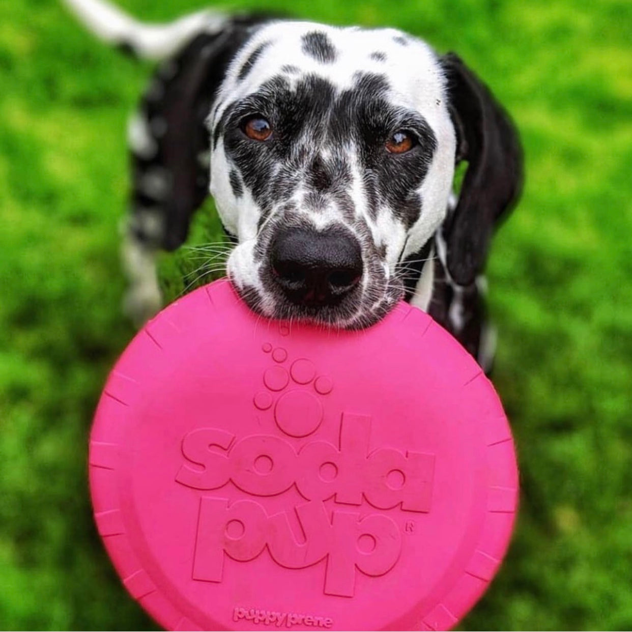 Other Rubber Toys - Flyers, Tugs, Bones And More