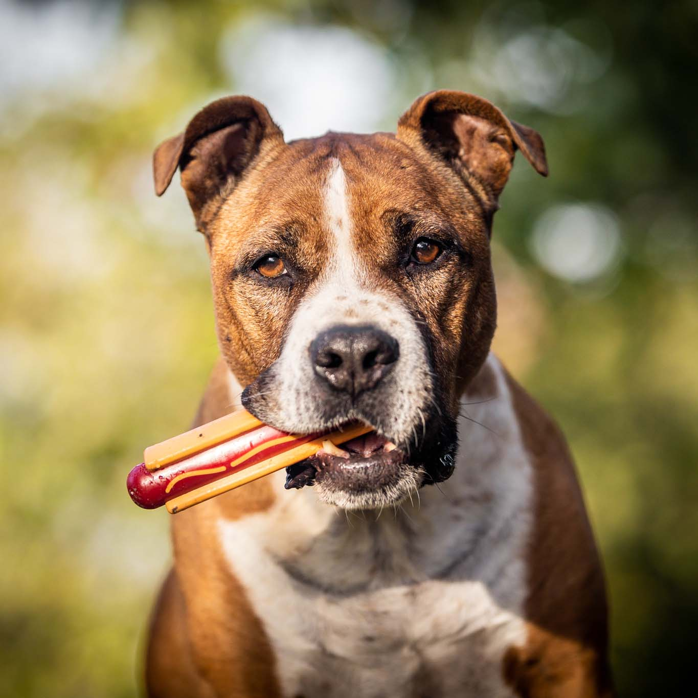 NYLON CHEW TOYS - SodaPup/True Dogs, LLC