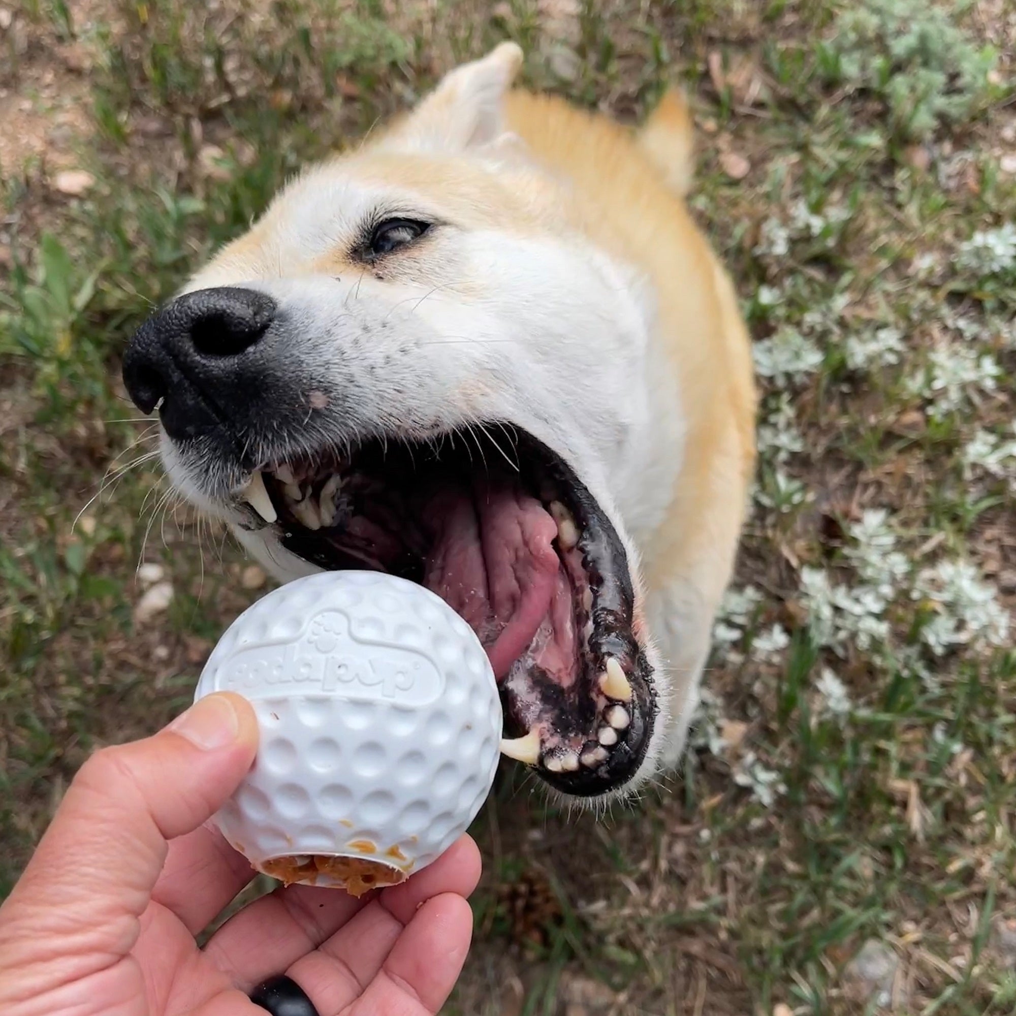 Get Golf Ball Durable Rubber Enrichment Toy at Sodapup!