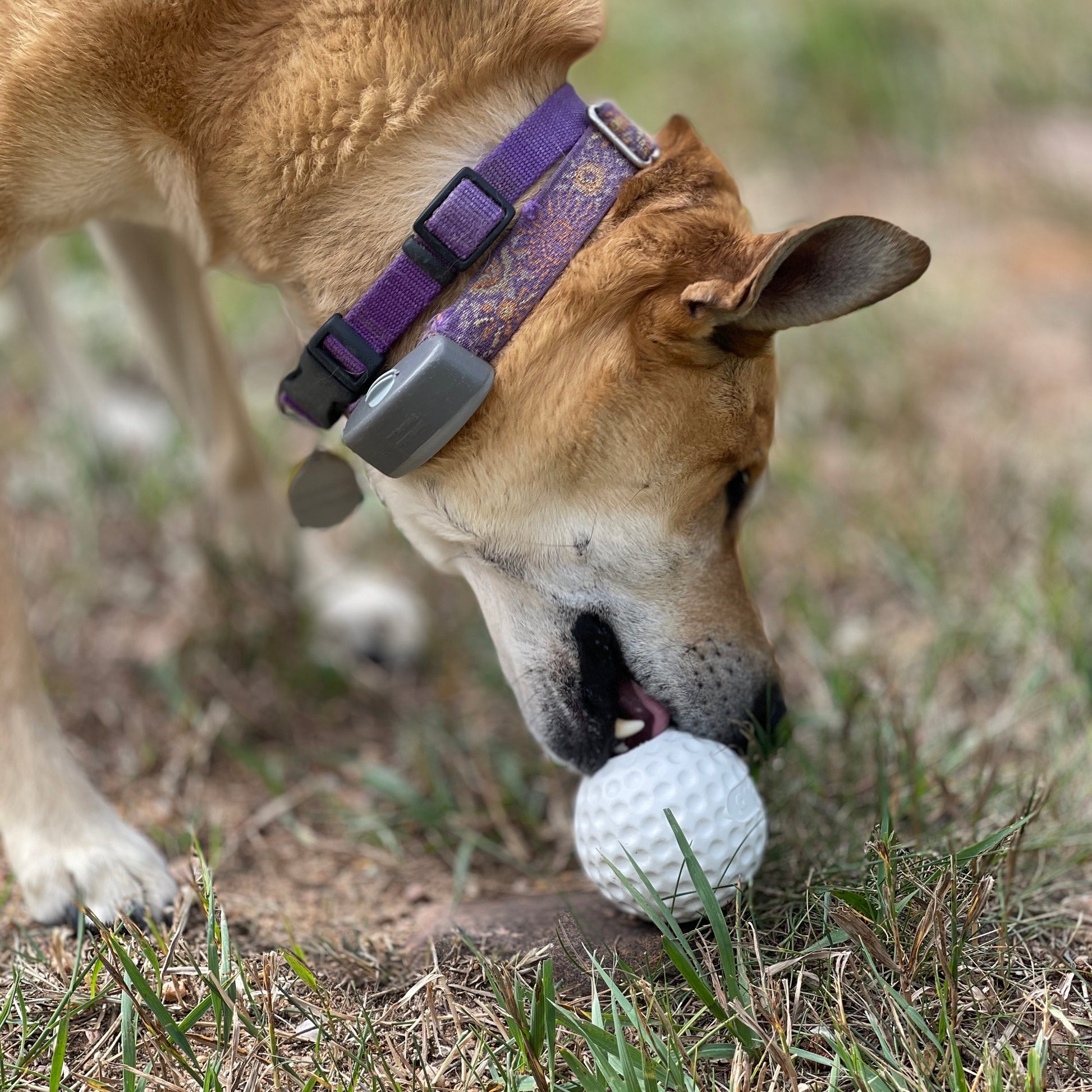 SodaPup Golf Ball Rubber Dog Chew Toy Power Chewers | Floating Treat Dispenser USA Made