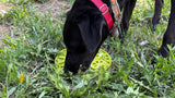 Citrus Design eMat Enrichment Lick Mat With Suction Cups - SodaPup/True Dogs, LLC
