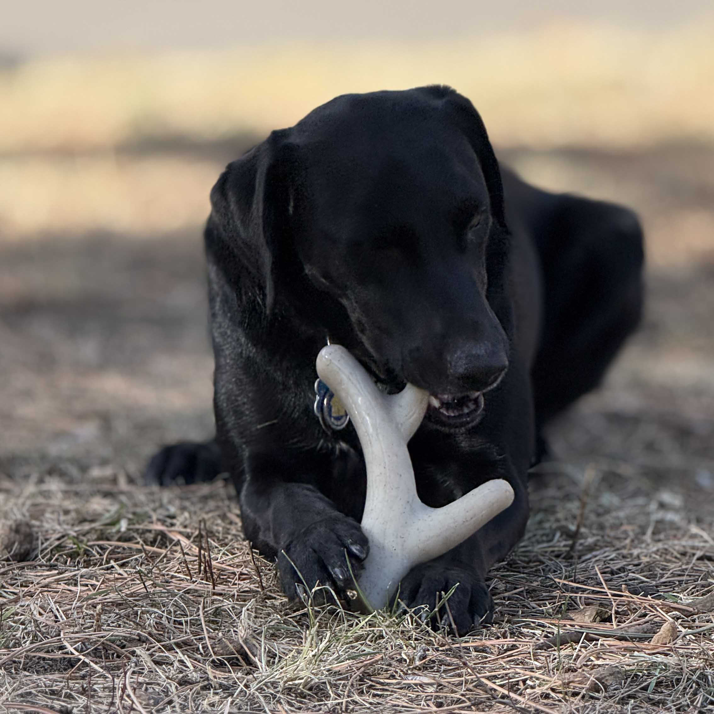 Ever Antler Nylon Chew Bone | Elk Antler Dog Toy for Aggressive