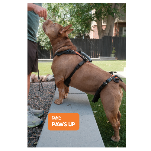 French bulldog in a harness putting its front paws up on a low wall for the Paws Up game