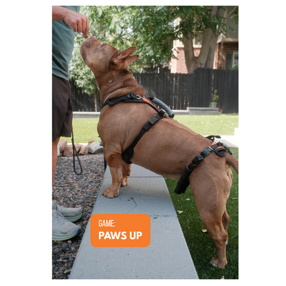 French bulldog in a harness putting its front paws up on a low wall for the Paws Up game