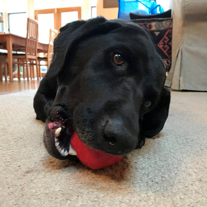 A black dog lying on a beige carpeted floor indoors, holding a red toy in its mouth.