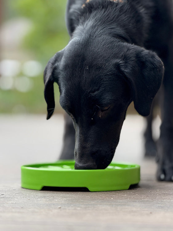 SodaPup Garden Design eTray Shallow Slow Feeder Dog Bowl Enrichment | USA