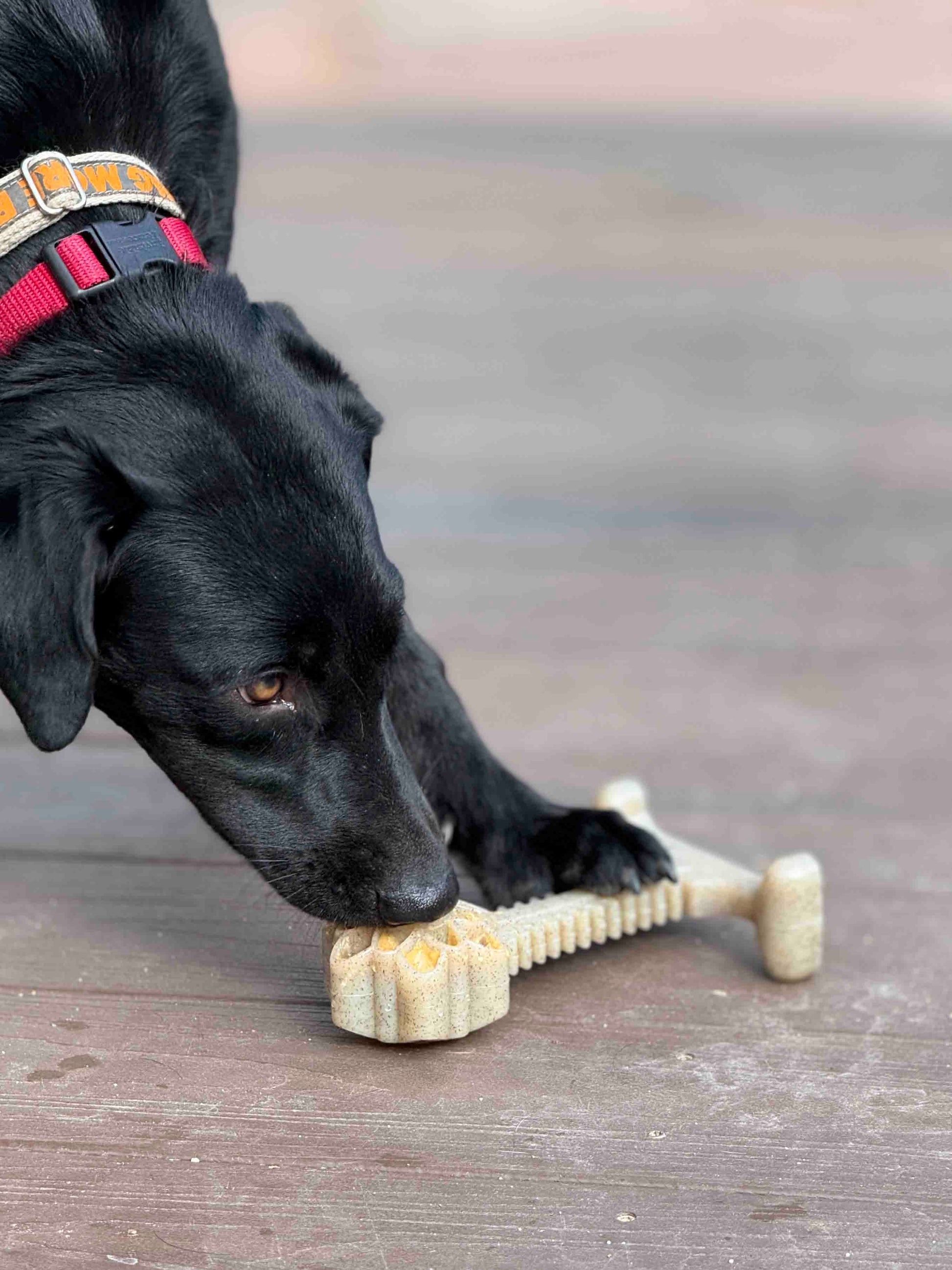 SodaPup Honey Bone Dental Flower Tower Indestructible Nylon Dog Chew Toy XL | USA
