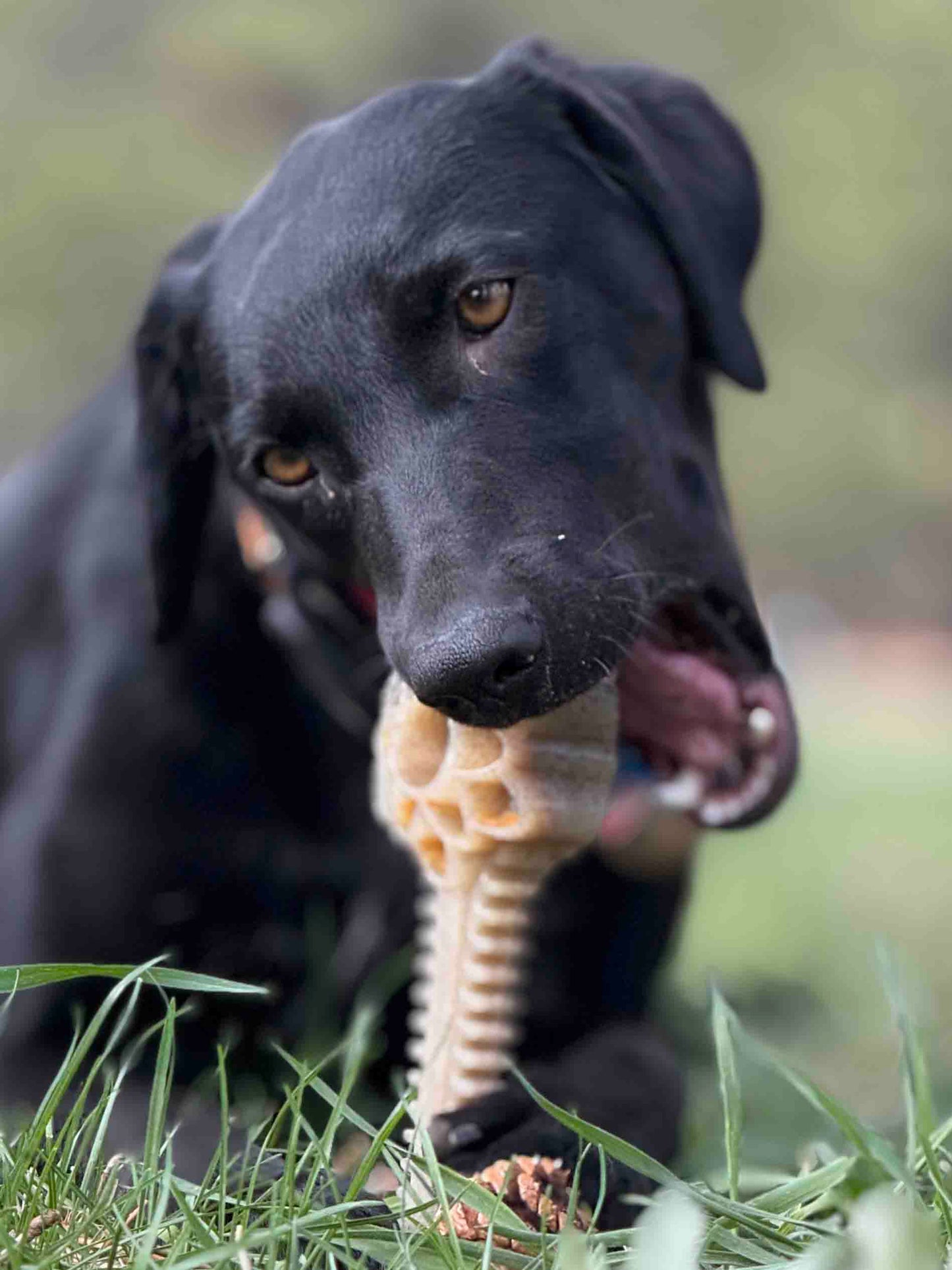 SodaPup Honey Bone Dental Flower Tower Indestructible Nylon Dog Chew Toy XL | USA