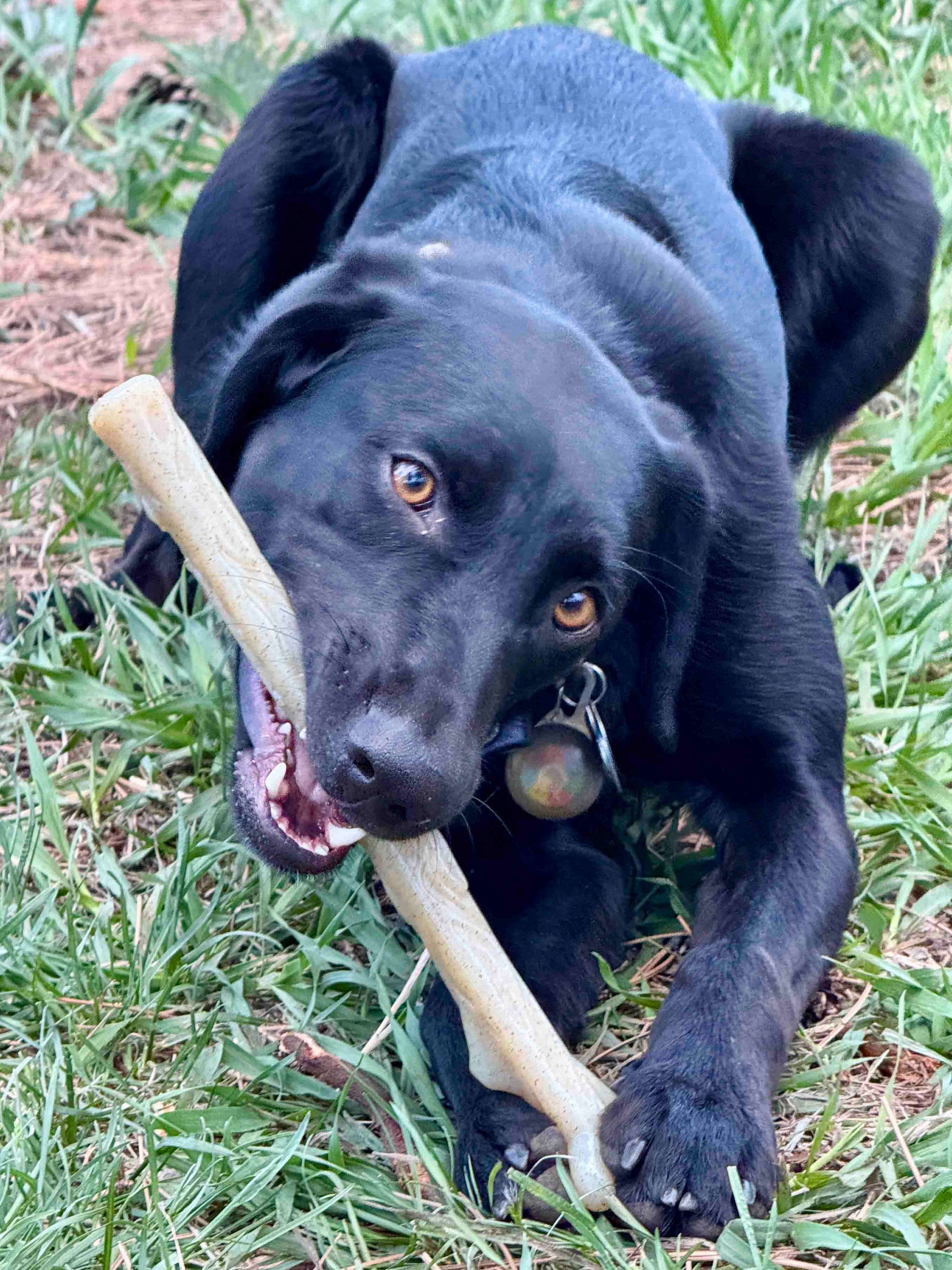 SodaPup Durable Nylon Chew Stick Power Chewers | Indestructible Dog Toy USA