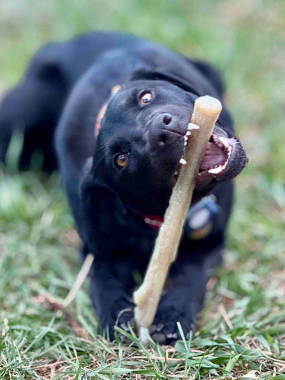 SodaPup Durable Nylon Chew Stick Power Chewers | Indestructible Dog Toy USA
