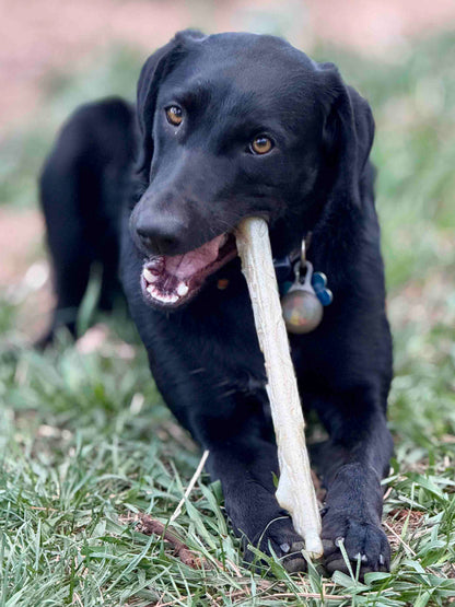 SodaPup Durable Nylon Chew Stick Power Chewers | Indestructible Dog Toy USA