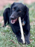 Durable Nylon Chew Stick - SodaPup/True Dogs, LLC