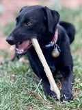 Durable Nylon Chew Stick - SodaPup/True Dogs, LLC