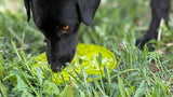 Citrus Design eMat Enrichment Lick Mat With Suction Cups