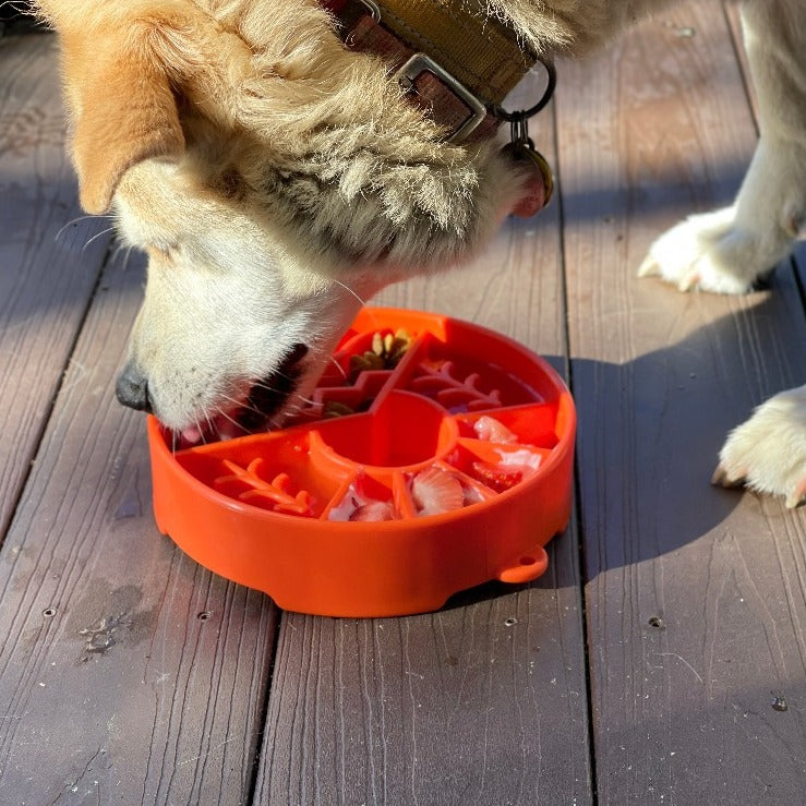 Sunup Eco-Friendly Slow-Feeder Dog Bowl