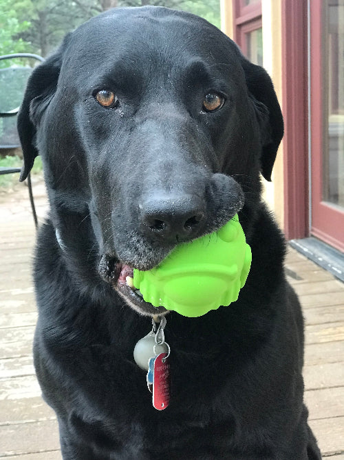 SodaPup Garden Enrichment Bundle 3 pack