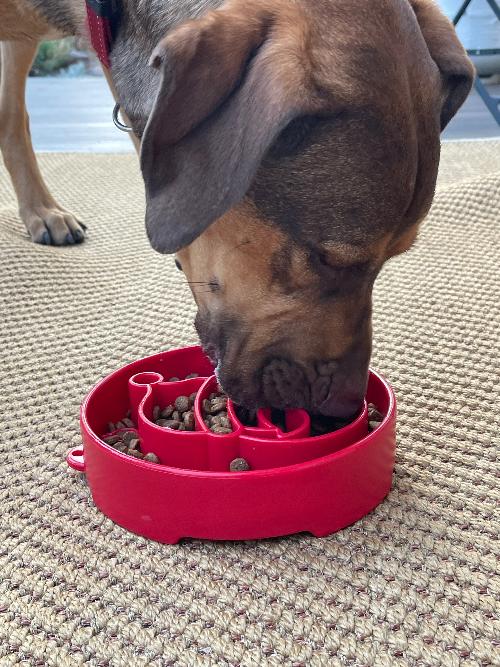 Santa Christmas eBowl Deep Slow Feeder Dog Bowl for Enrichment