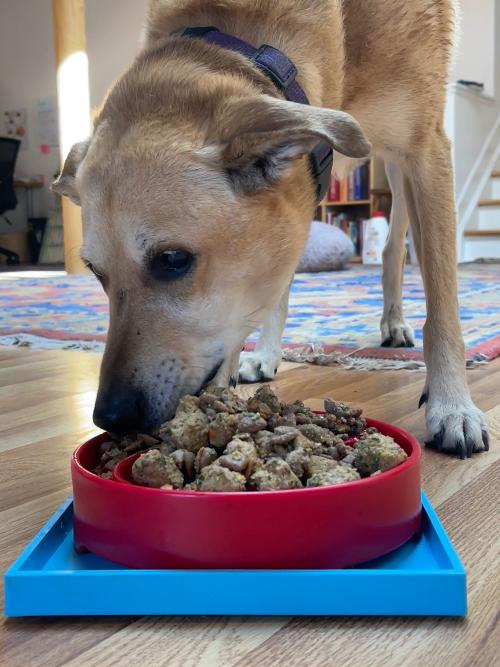 SodaPup Hold 'em Suction Cup Holder Dog Bowls & Lick Mats | USA Made