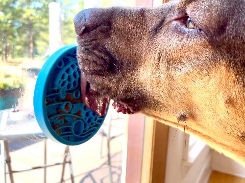 SodaPup Turtle eMat-Mini Lick Mat Suction Cups Small Dogs & Cats | USA