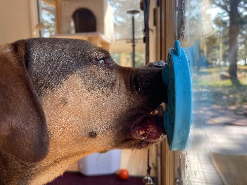 SodaPup Turtle eMat-Mini Lick Mat Suction Cups Small Dogs & Cats | USA