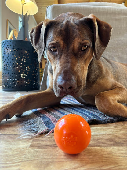 SodaPup Squeak Ball Durable Squeaky Dog Toy, Floats, Chew Toy | USA Made