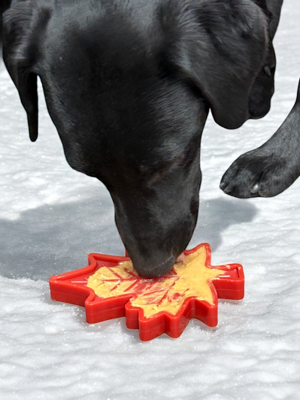 SodaPup Canadian Maple Leaf Nylon Dog Chew Toy Indestructible & USA Made