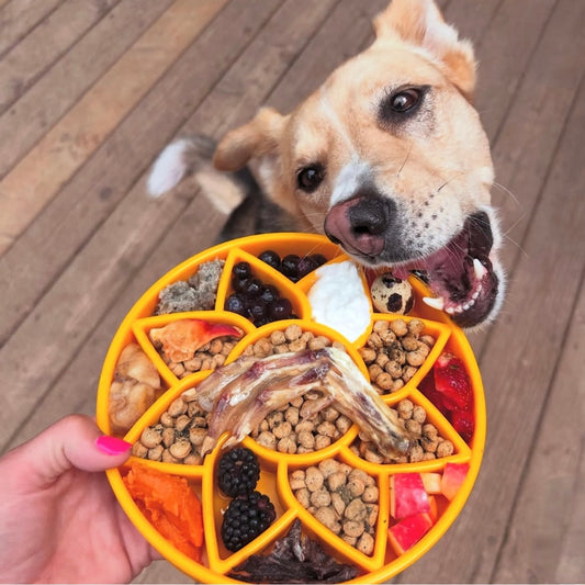 Sunflower eTray Shallow Slow Feeder Dog Bowl for Enrichment | USA Made